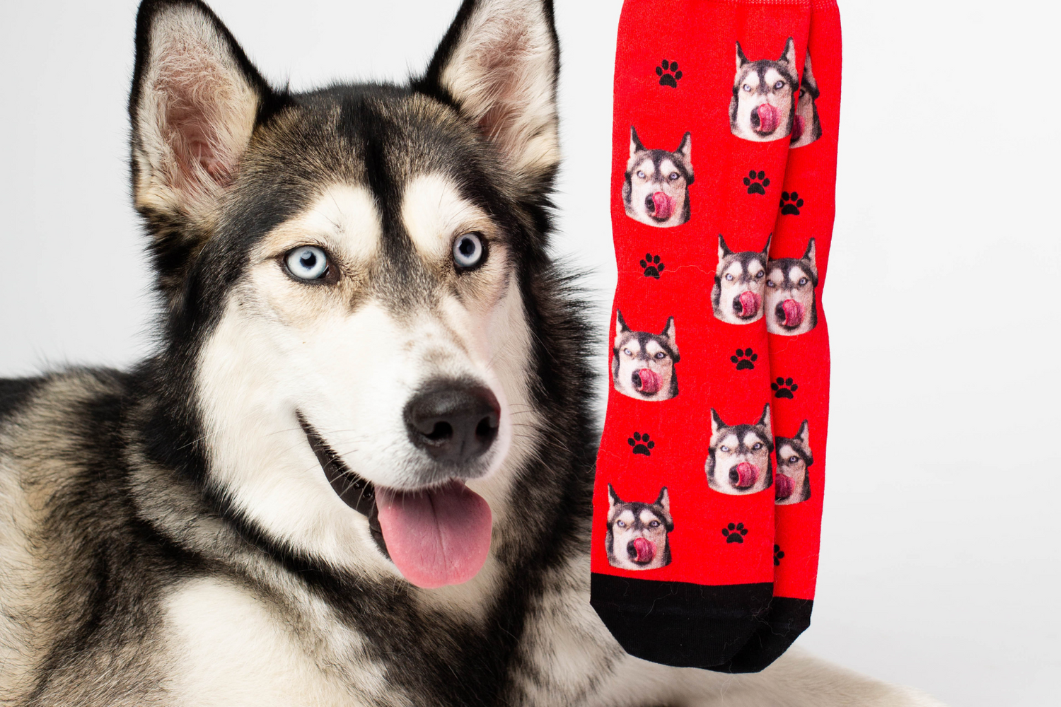Calze cane 2025