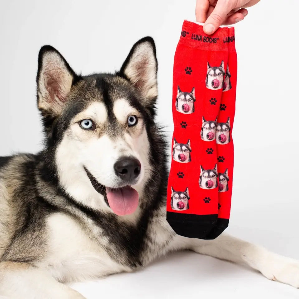 I migliori calzini per cani personalizzati - Sinoknit